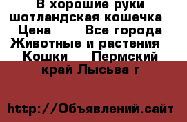 В хорошие руки шотландская кошечка › Цена ­ 7 - Все города Животные и растения » Кошки   . Пермский край,Лысьва г.
